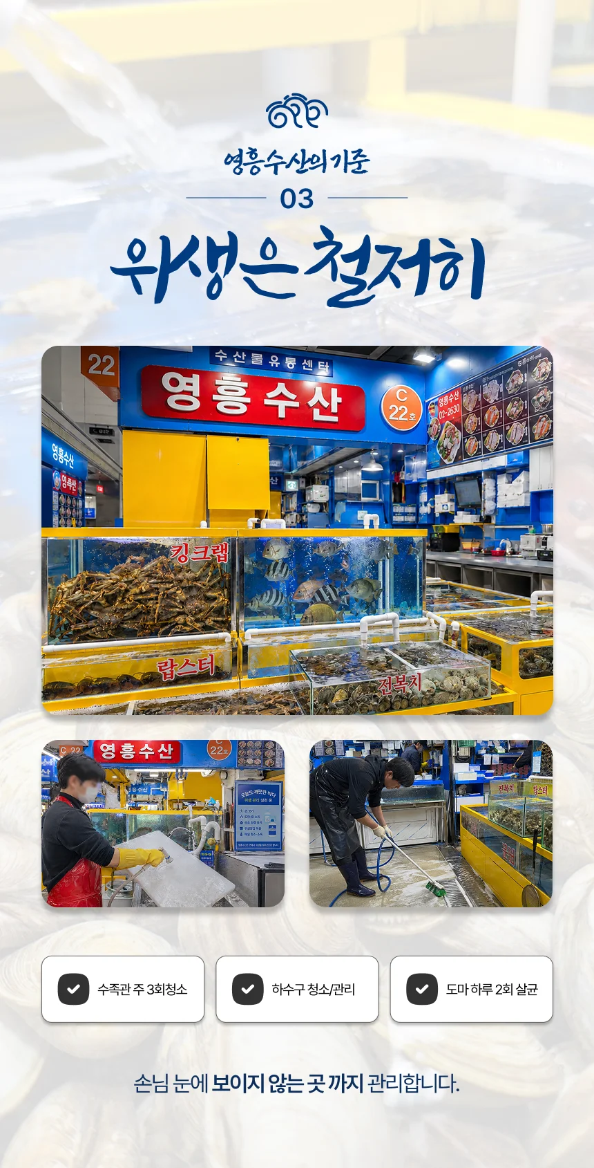 갑오징어회